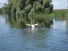 pelicanscapandpestele