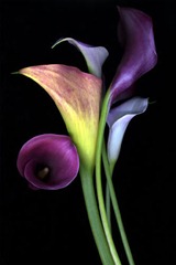 calla_lilies
