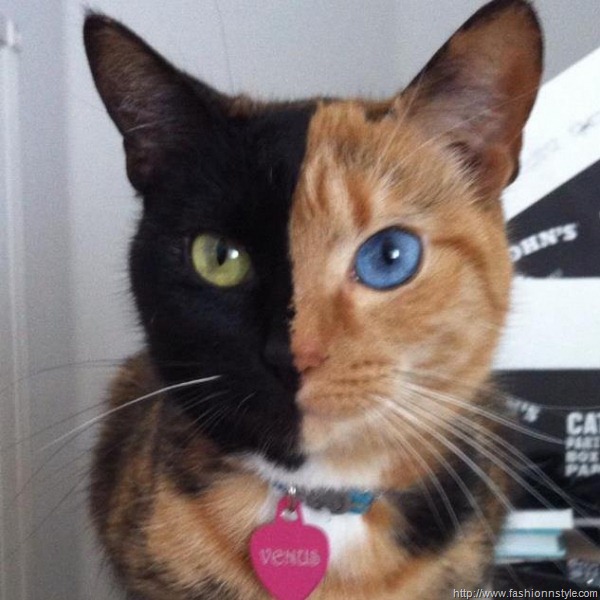 venus-the-two-faced-cat.jpg