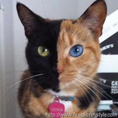 venus-the-two-faced-cat
