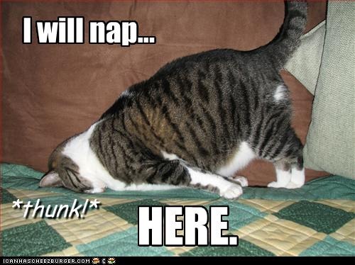 funny-pictures-cat-will-nap-here.jpg