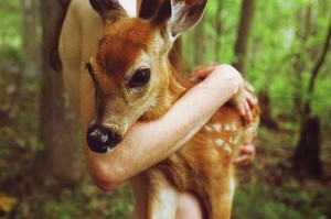 animal-cute-deer-forest-nature-Favim.com-136231_large