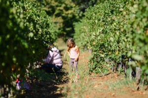 la-strugurit-samburesti-132