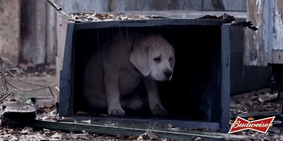 A-B-Super-Bowl-Ads-Lost-Dog-Teaser-Lost-Dog-in-the-Rain